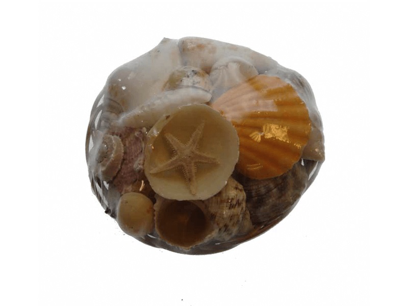 VORORDER-2026-29428 Muschelkorb ca. 10cm