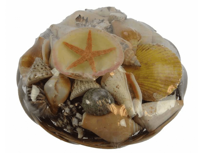 VORORDER-2026-29429 Muschelkorb ca. 15cm