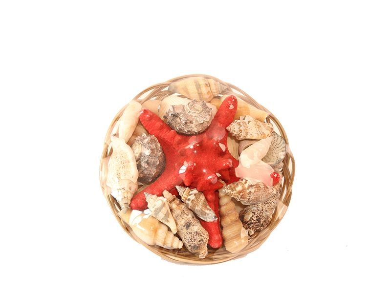 VORORDER-2026-29431 Muschelkorb mit Seestern 15cm